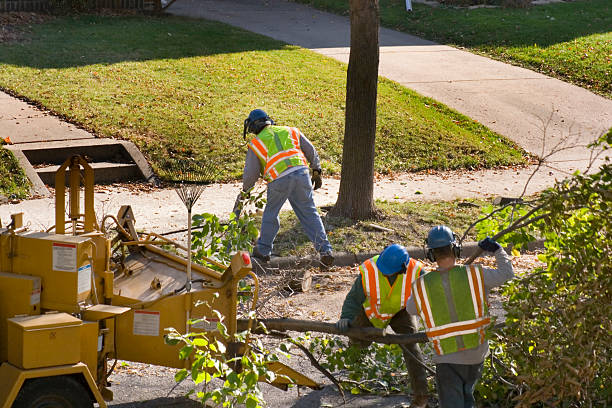 Best Tree Maintenance Programs  in Twain Harte, CA